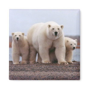 Polar Bear Family Magnet