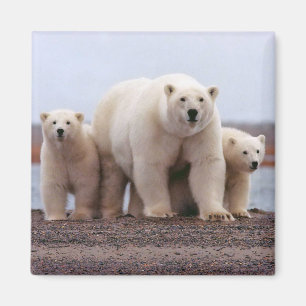 Polar Bear Family Magnet
