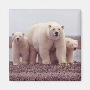 Polar Bear Family Magnet
