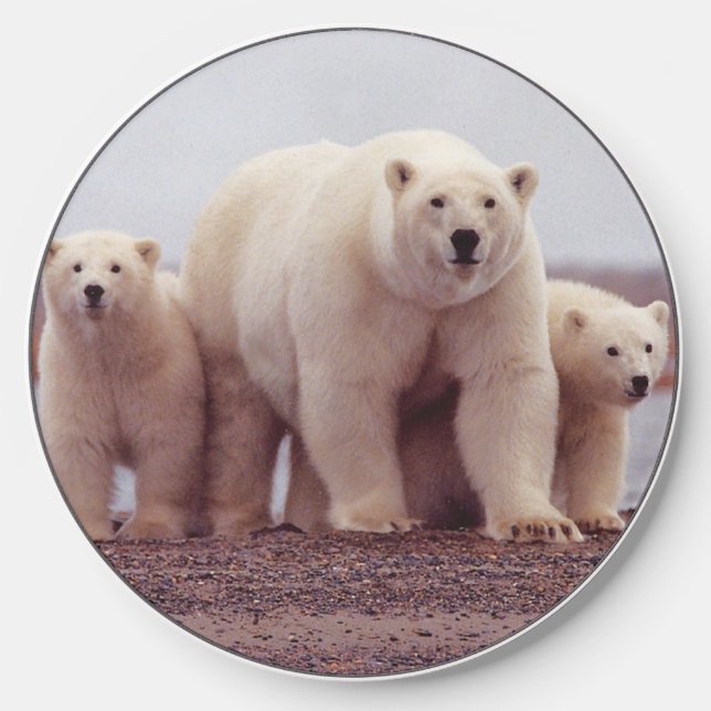 Polar Bear Family Mother and Cubs Photo Wireless Charger (Front)