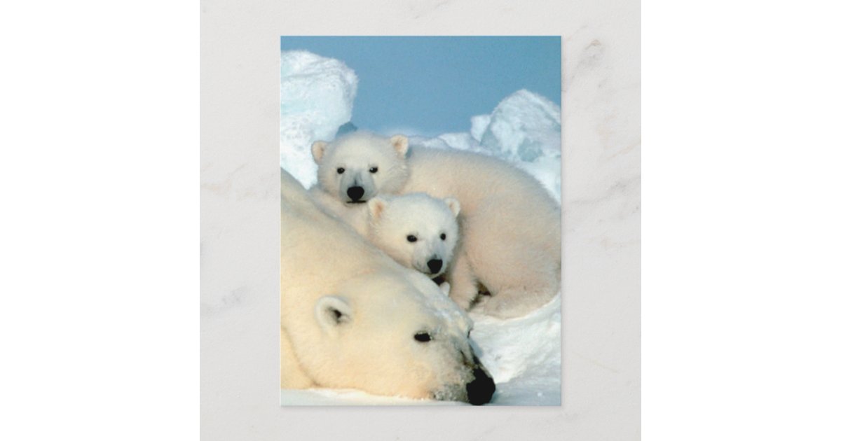 Polar Bear Family Postcard | Zazzle.com