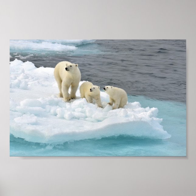 Polar Bear Family Poster (Front)