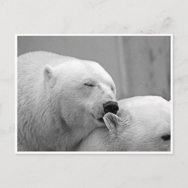 Polar Bear Friends Postcard (Front)