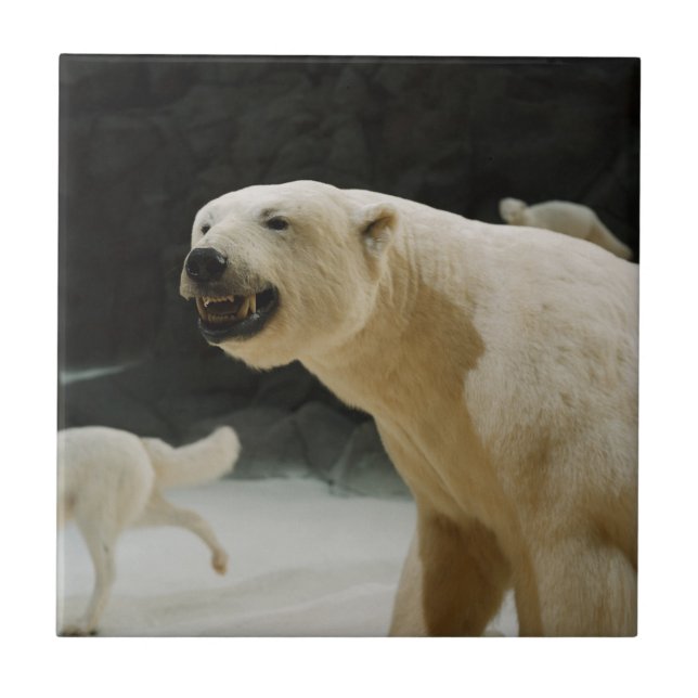 Polar Bear Grin Ceramic Tile (Front)