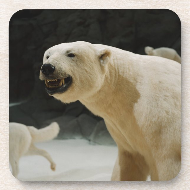 Polar Bear Grin Coaster (Front)