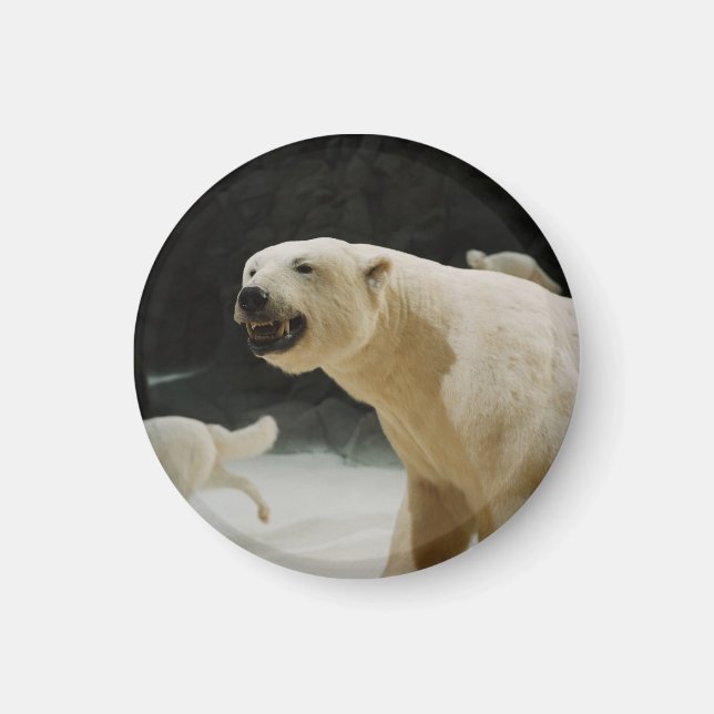 Polar Bear Grin Magnet (Front)