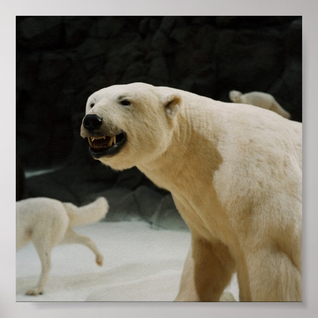 Polar Bear Grin Poster (Front)
