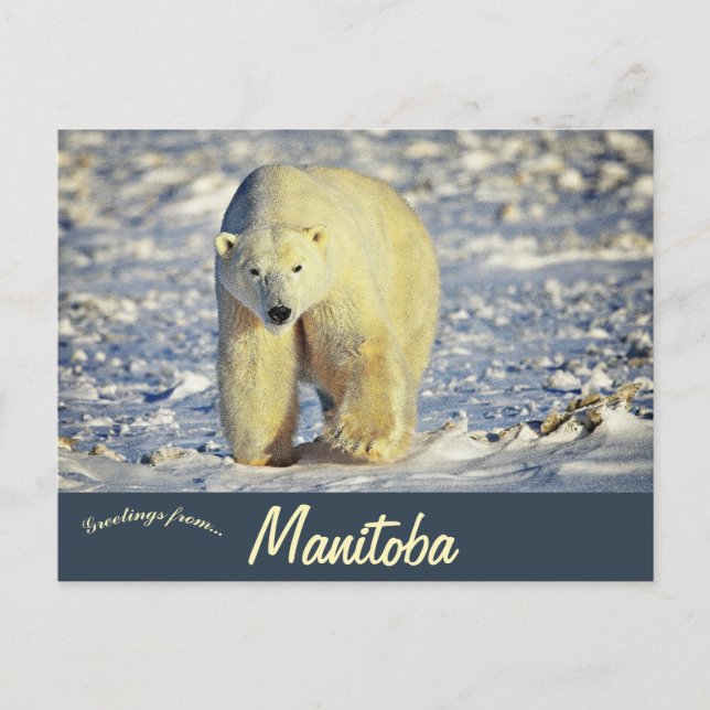 Polar Bear in Churchill Manitoba Canada Postcard (Front)