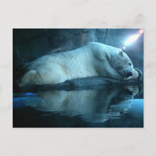 Polar Bear In Prayer 2 Postcard