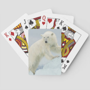 Polar bear in summer poker cards