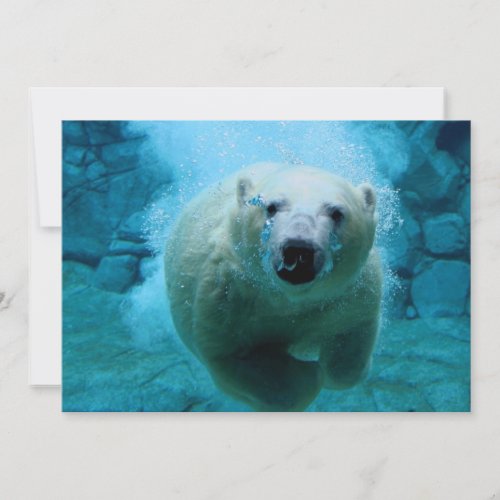 Polar Bear In Water Announcements