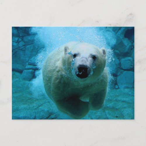 Polar Bear In Water Postcard