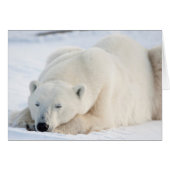 Polar Bear in winter (Front Horizontal)