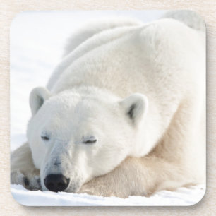 Polar Bear in winter Beverage Coaster