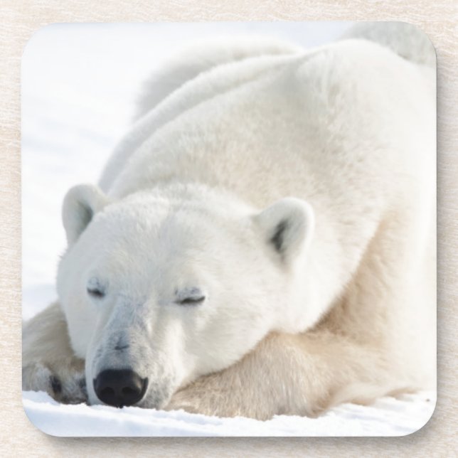 Polar Bear in winter Beverage Coaster (Front)