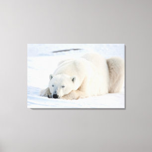 Polar Bear in winter Canvas Print