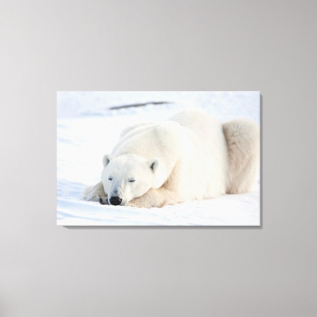 Polar Bear in winter Canvas Print (Front)