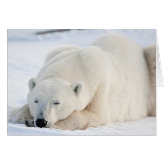 Polar Bear in winter Cards (Front Horizontal)
