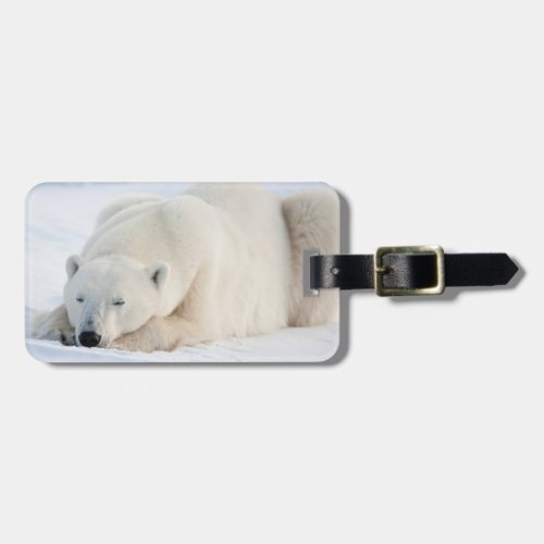 Polar Bear in winter Luggage Tag