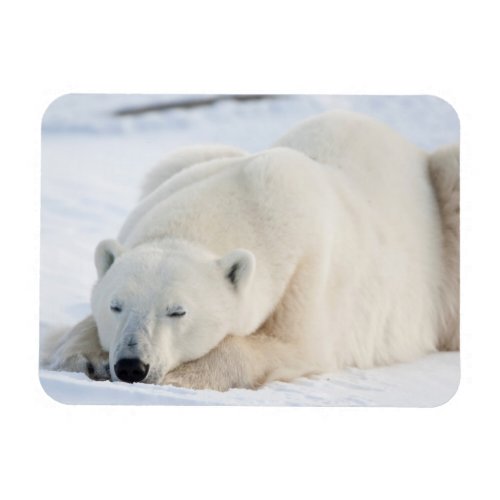 Polar Bear in winter Magnet