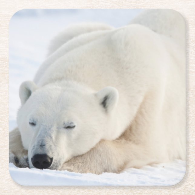Polar Bear in winter Square Paper Coaster (Front)