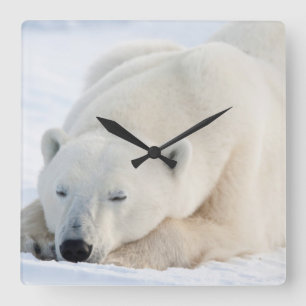 Polar Bear in winter Square Wall Clock
