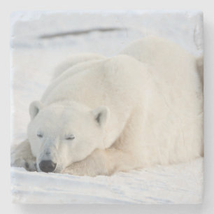 Polar Bear in winter Stone Coaster