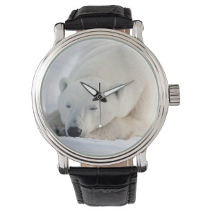 Polar Bear in winter Watch