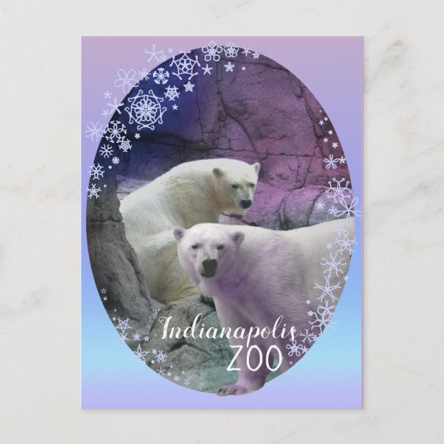 Polar Bear Indy Zoo Postcard (Front)