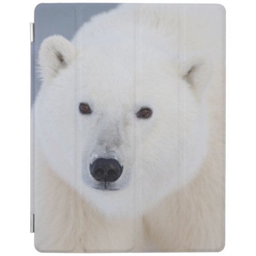 Polar Bear iPad Smart Cover