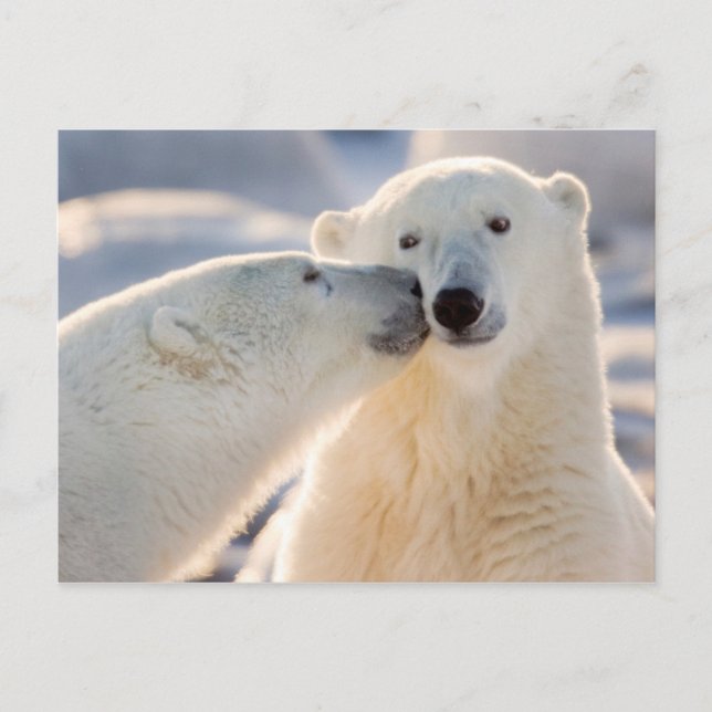 Polar Bear Kiss Holiday Postcard (Front)