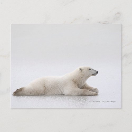 Polar Bear Laying On A Lake Of Ice Postcard