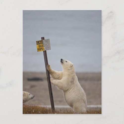 Polar bear leans on sign for buried pipe postcard