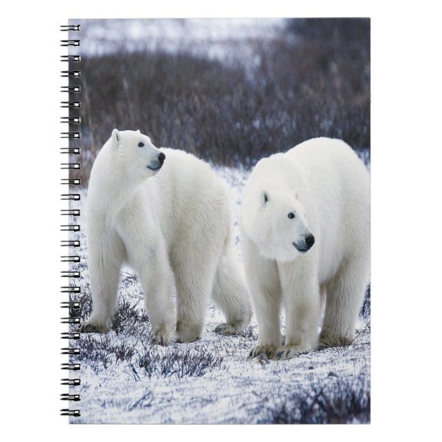Polar Bear Love Notebook (Front)