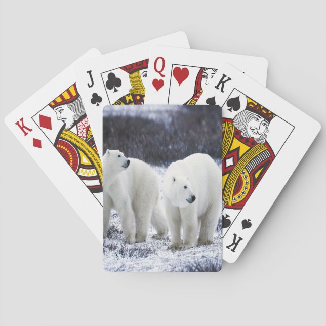 Polar Bear Love Poker Cards (Back)