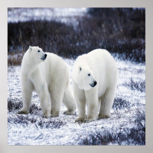 Polar Bear Love Poster