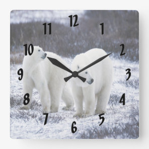 Polar Bear Love Square Wall Clock