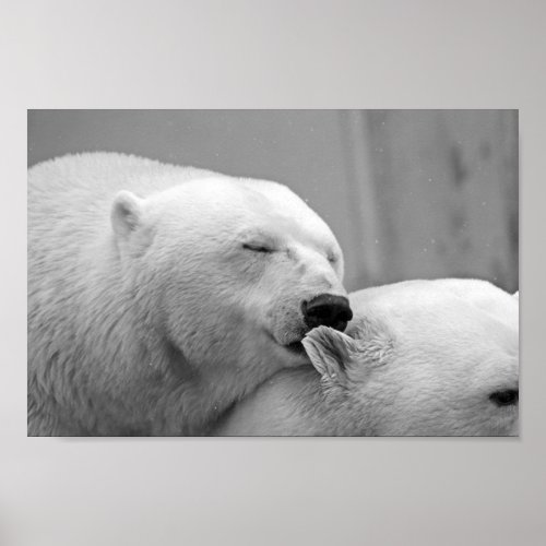 Polar Bear loving kisses Poster