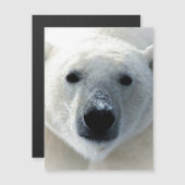 Polar Bear Magnetic Card (Front/Back)