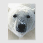 Polar Bear Magnetic Card (Front)