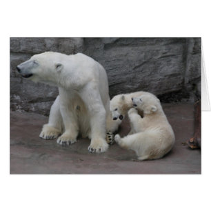 Polar Bear Mom and Cubs Cards
