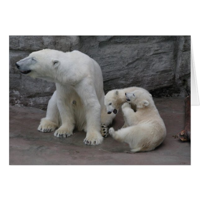 Polar Bear Mom and Cubs Cards (Front Horizontal)