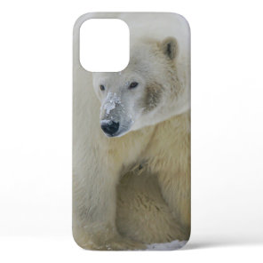 POLAR BEAR MOTHER AND CUB NORTHERN ALASKA iPhone 12 CASE