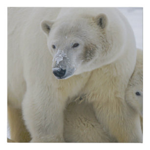 POLAR BEAR MOTHER AND CUB NORTHERN ALASKA FAUX CANVAS PRINT
