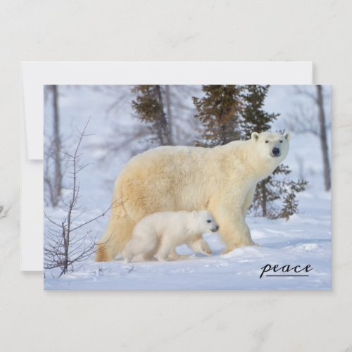 Polar Bear Mother and Cub on the Tundra Holiday Card