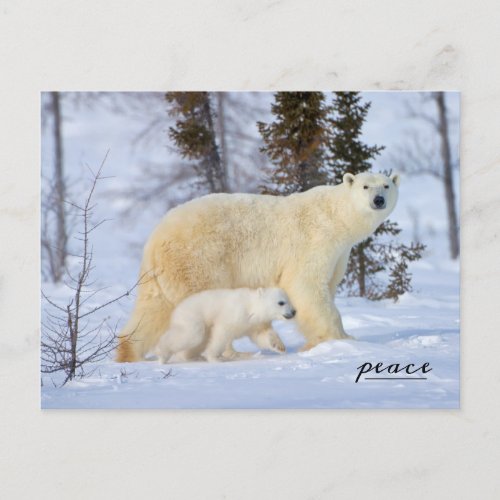 Polar Bear Mother and Cub on the Tundra Holiday Postcard