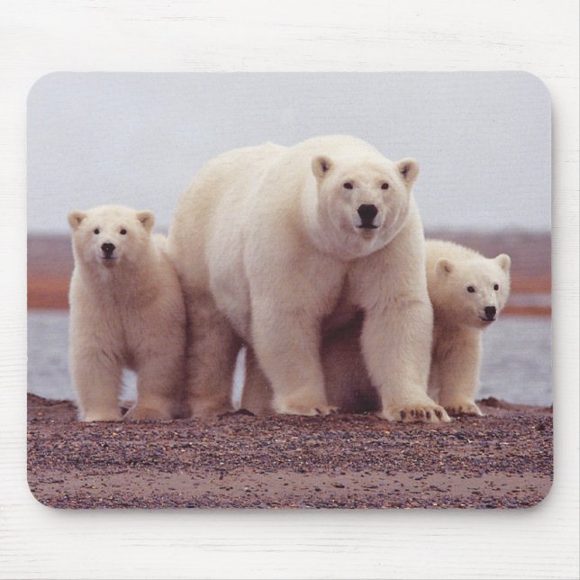 Polar Bear Mother and Cubs Photo Mouse Pad (Front)