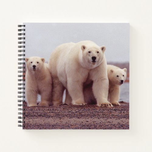 Polar Bear Mother and Cubs Photo Notebook