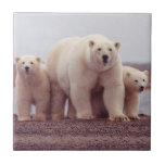 Polar Bear Mother And Cubs Tile at Zazzle