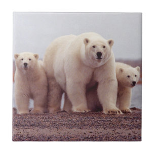 Polar Bear Mother and Cubs Tile